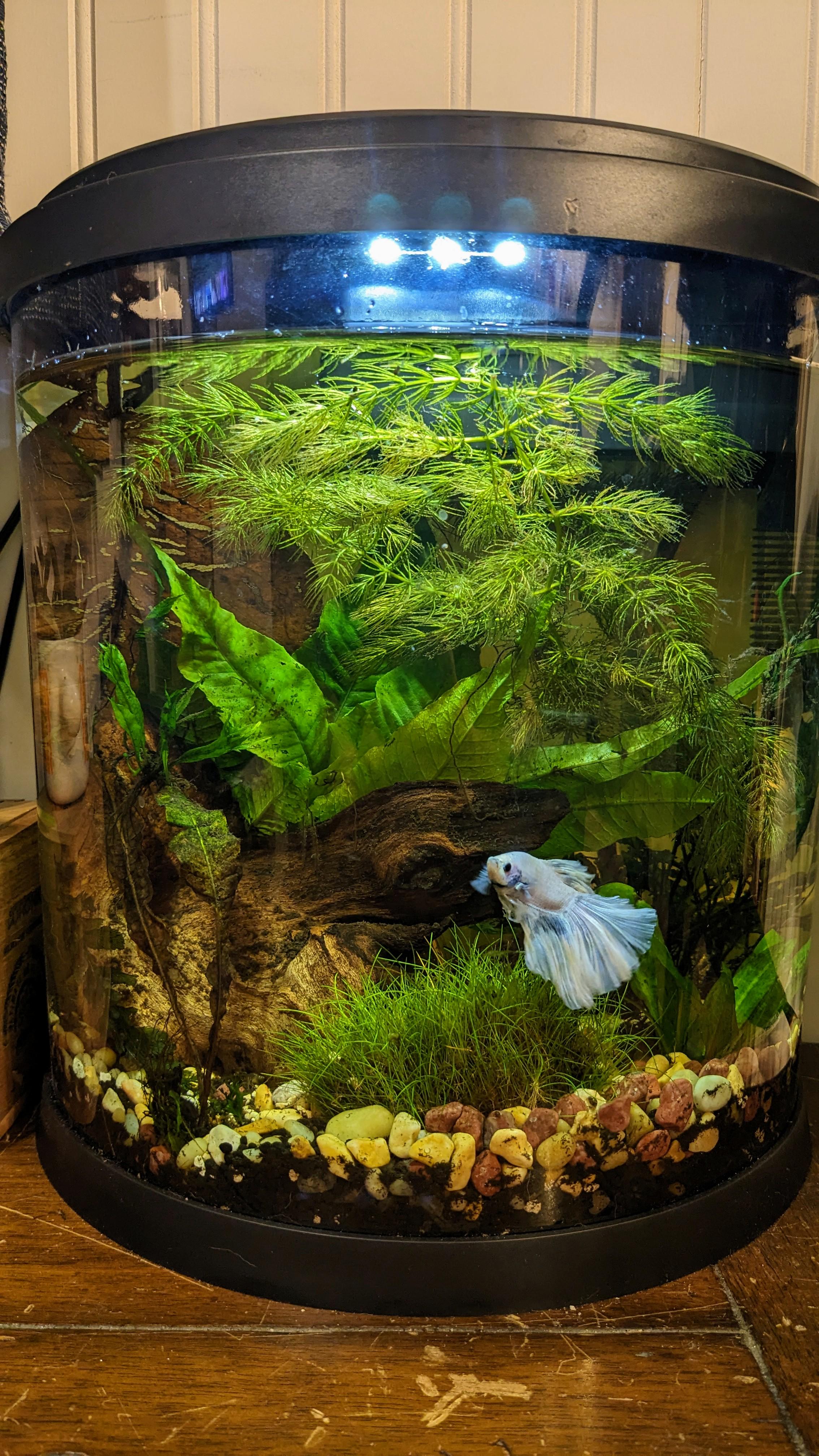Best 5 Female Dwarf Gourami Options to Consider in 2025