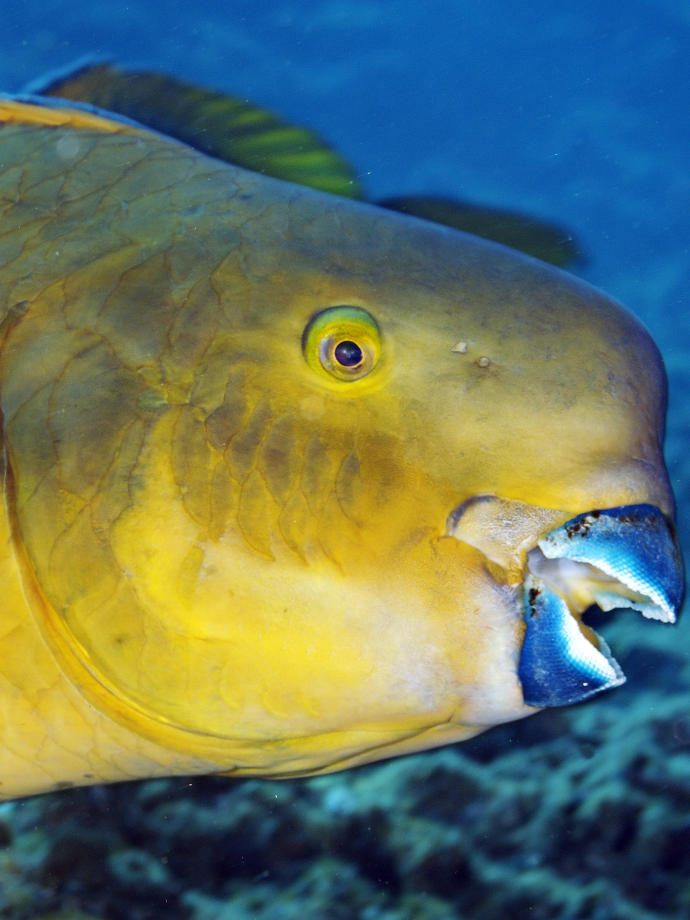 Effective Ways to Use Detritus Worms in Your Aquarium опытно в 2025