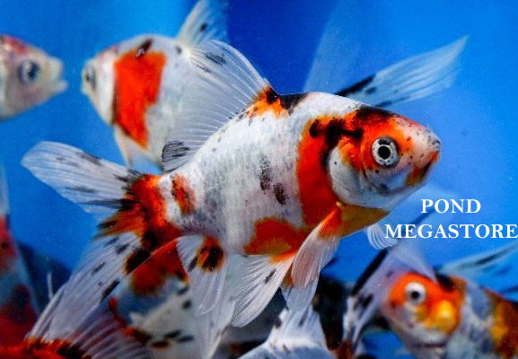 Goldfish Water Temperature Example