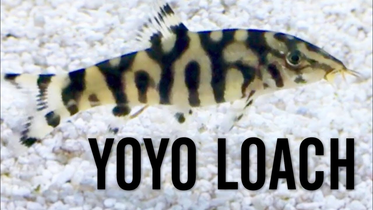 Top 5 Effective Baby Bass for Sale in 2025: Discover the Best Options