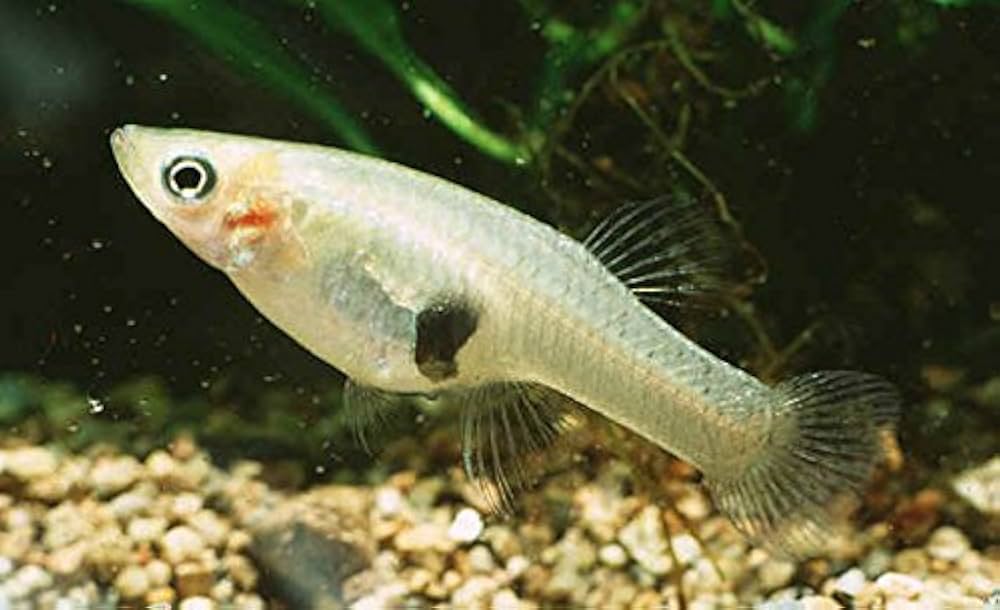 Effective Ways to Choose Discus Tank Mates for 2025
