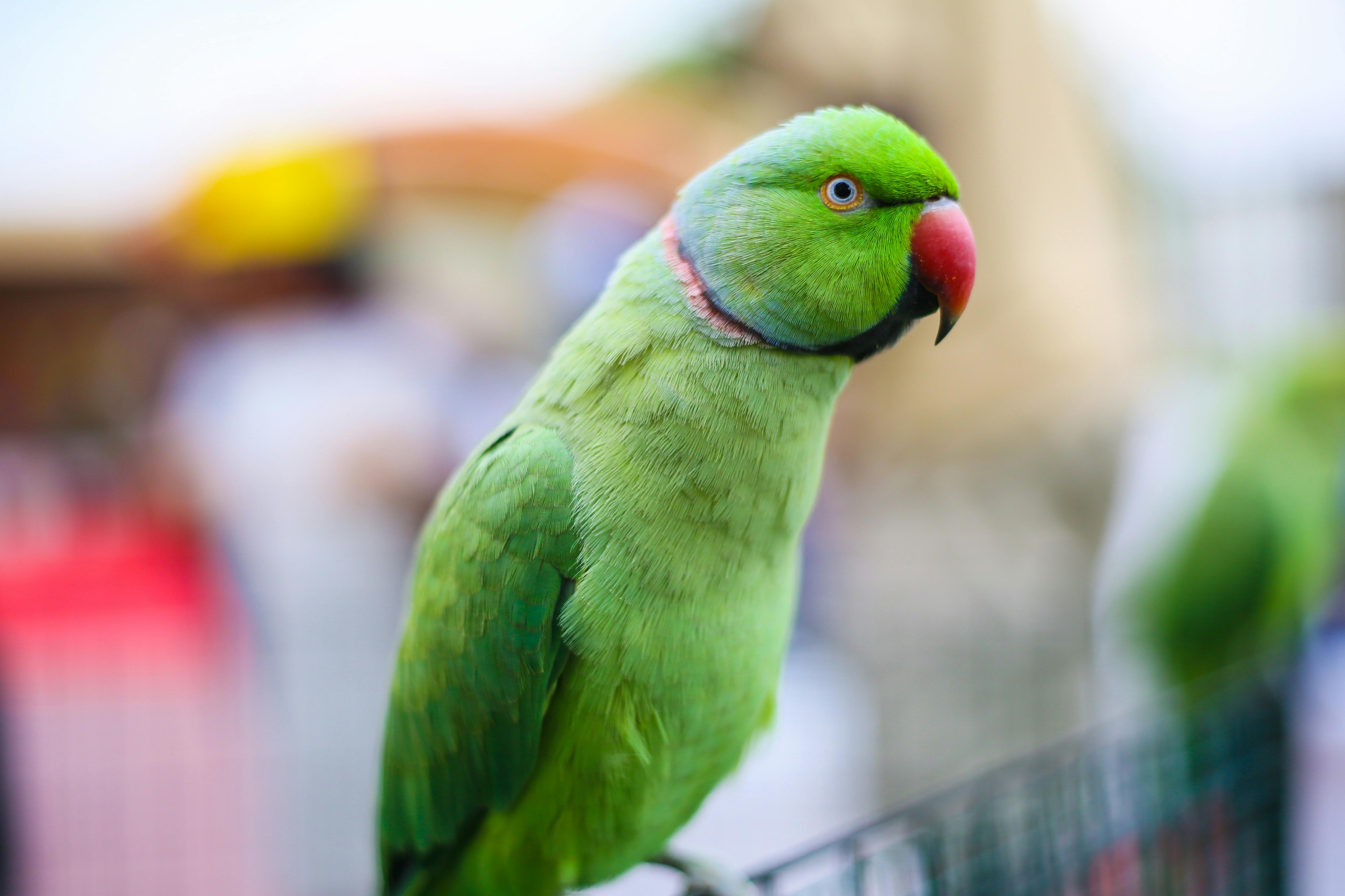 Best 5 Emerald of Siam Options to Explore in 2025