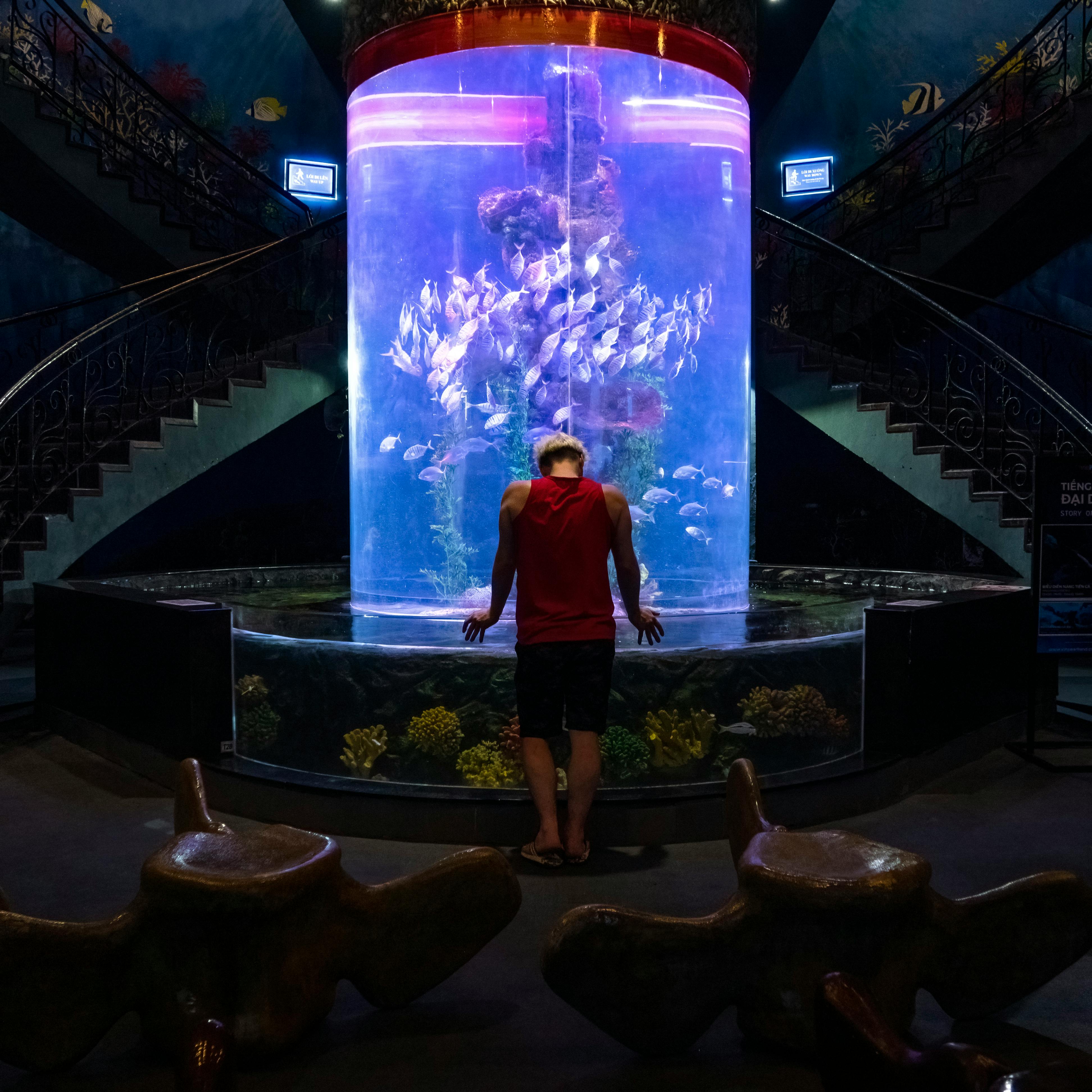 Blue Reef Fish in Habitat
