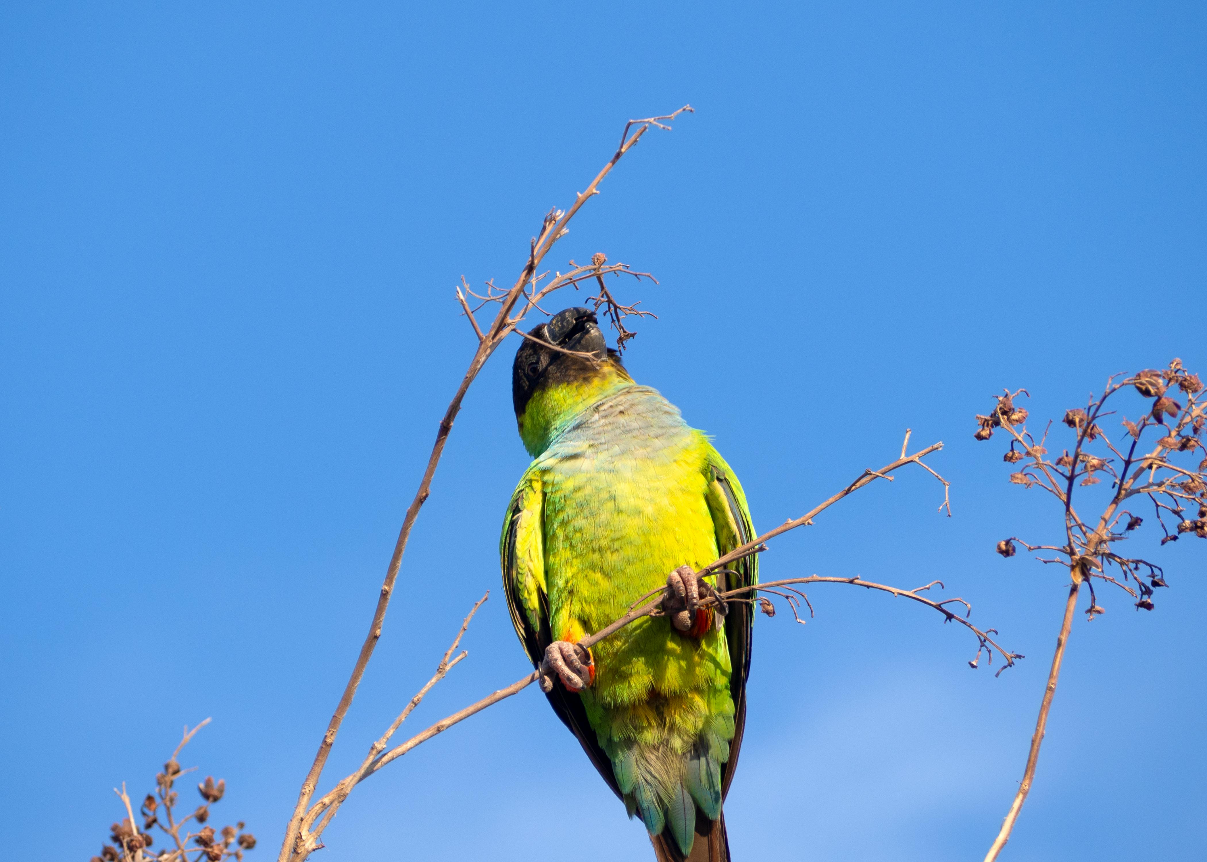 Best 5 Options for Umbrella Cockatoo for Sale in 2025