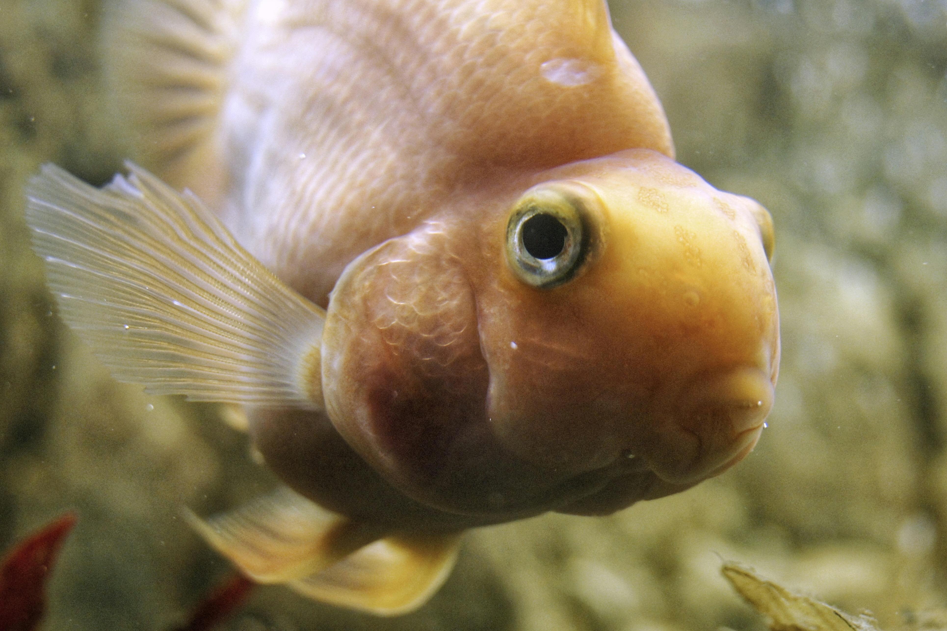 Aquarium Filter System