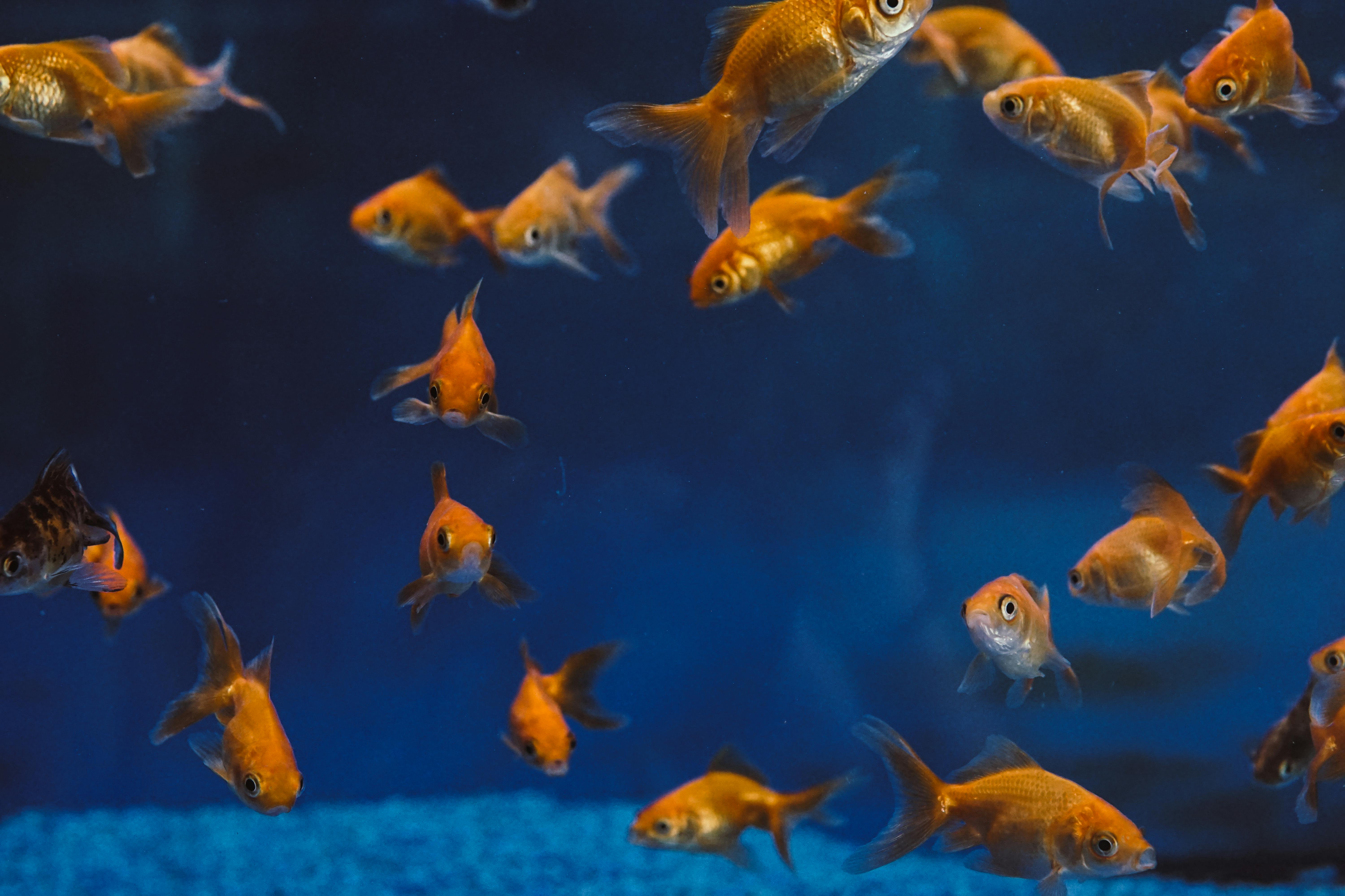 Smart Ways to Enhance Yin and Yang Fish Designs: Discover Fresh Trends for 2025