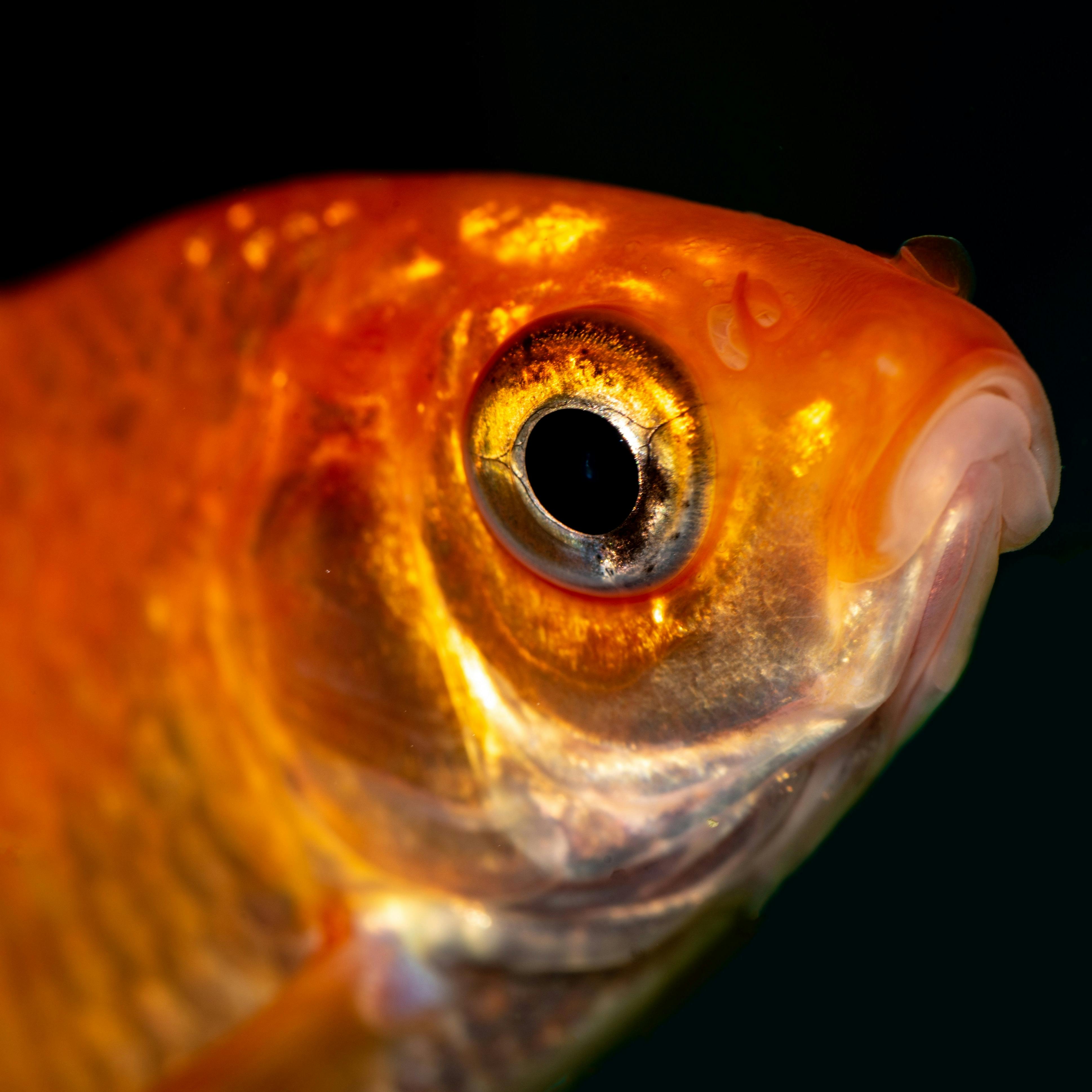 Effective Ways to Discover Red Fish in Aruba 2025