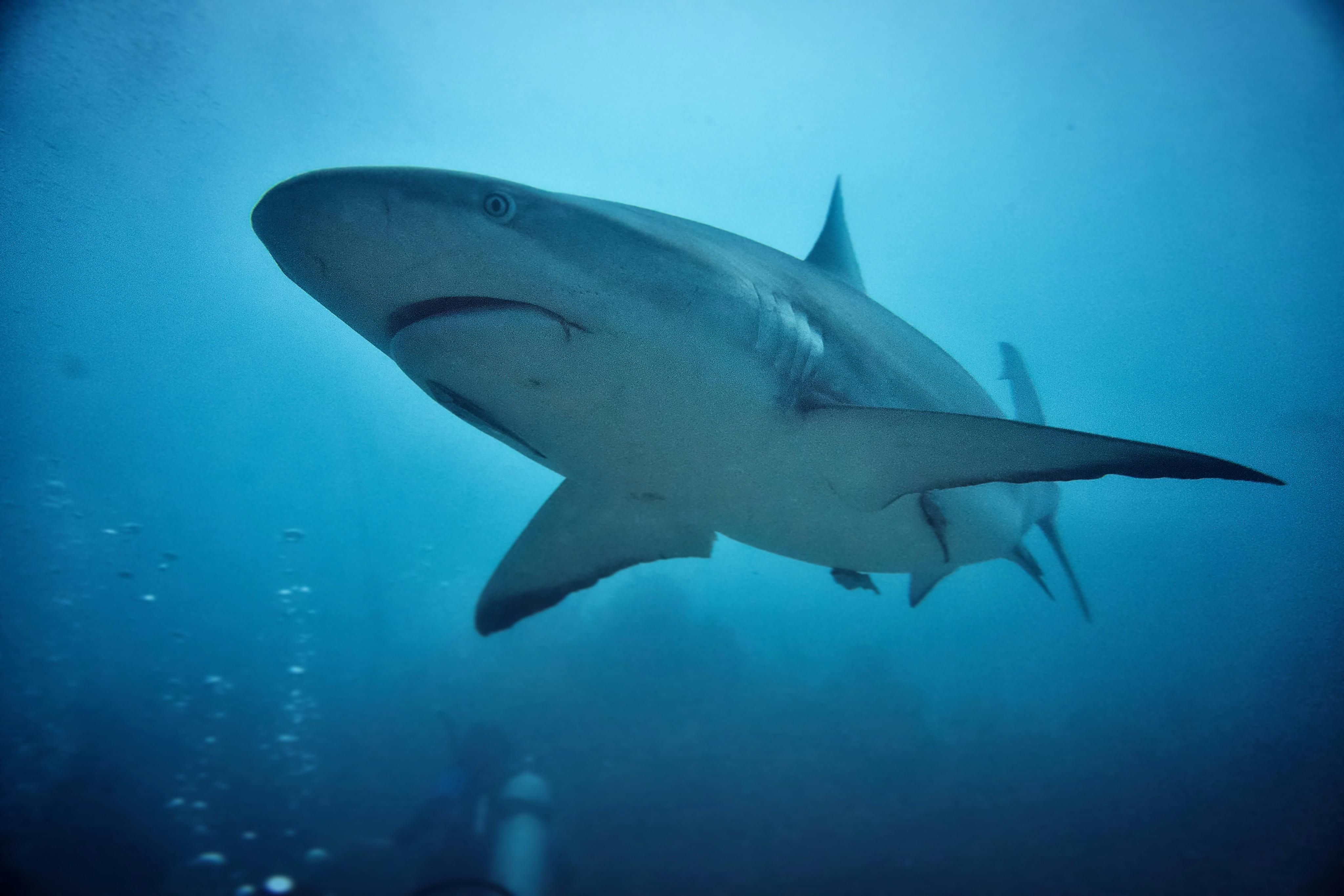 Smart Ways to Discover Seattle Aquarium Jobs in 2025