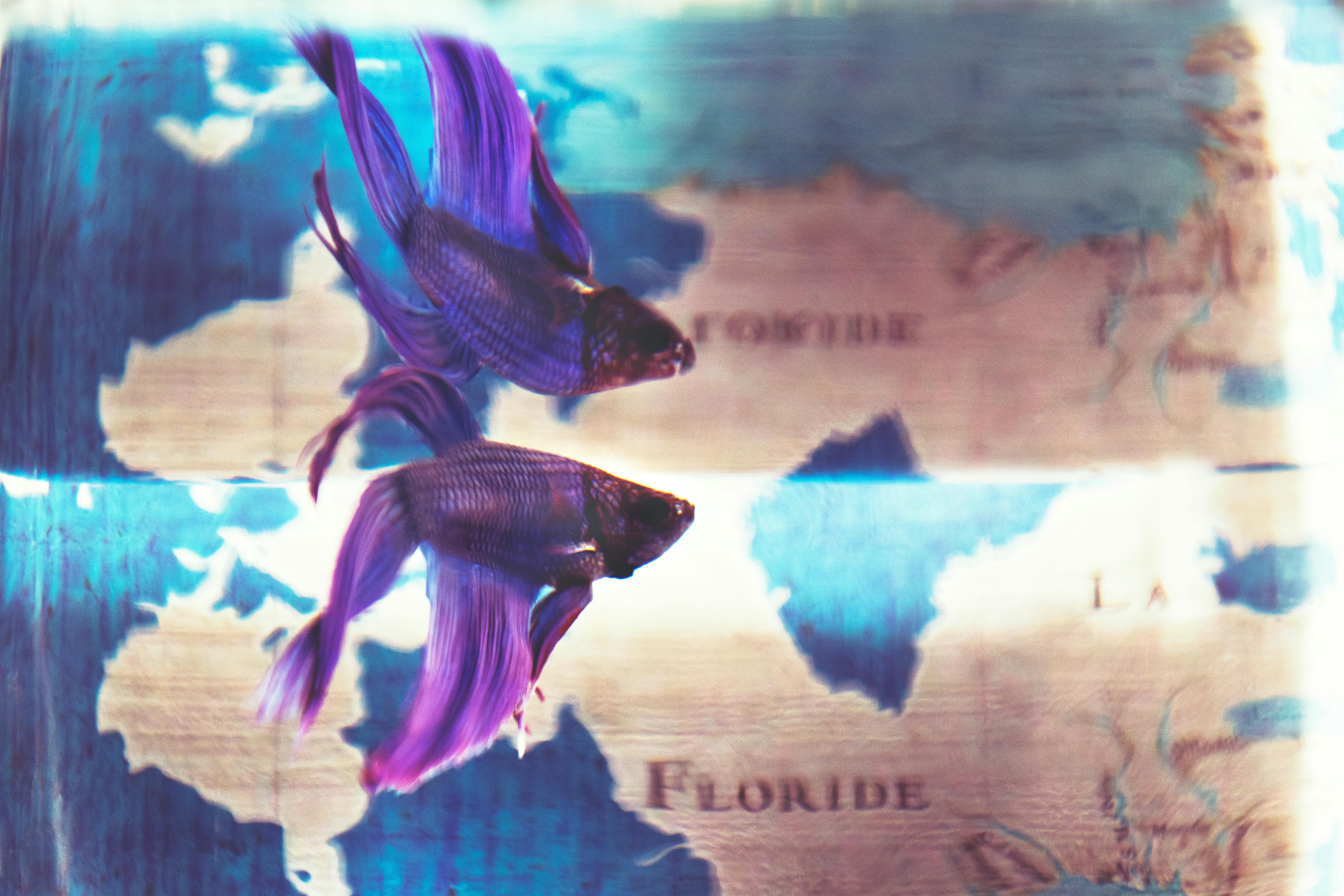 Best 5 Fish Tank Filters to Improve Your Aquarium in 2025