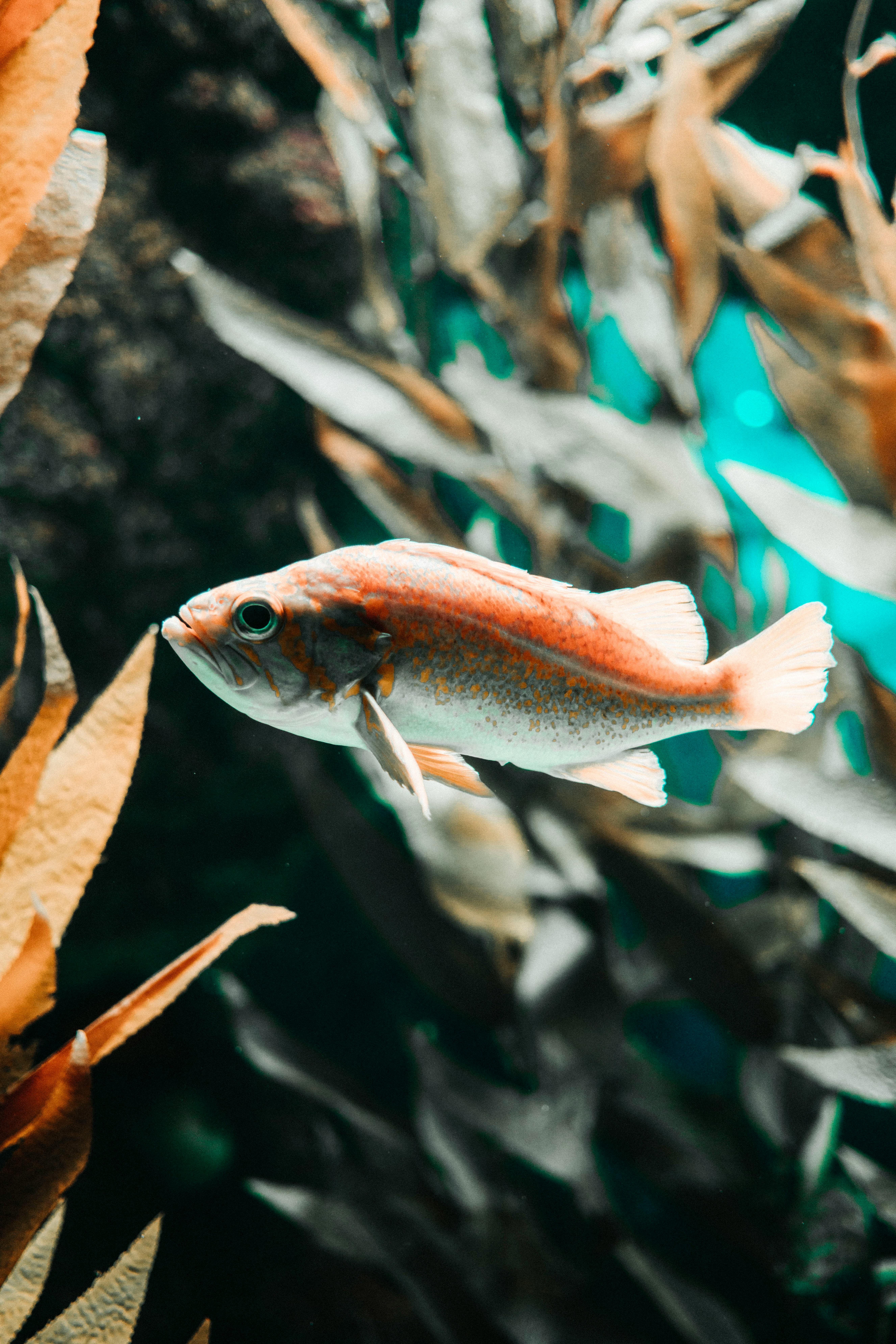 Effective Ways to Choose the Best Axolotl Pets in 2025