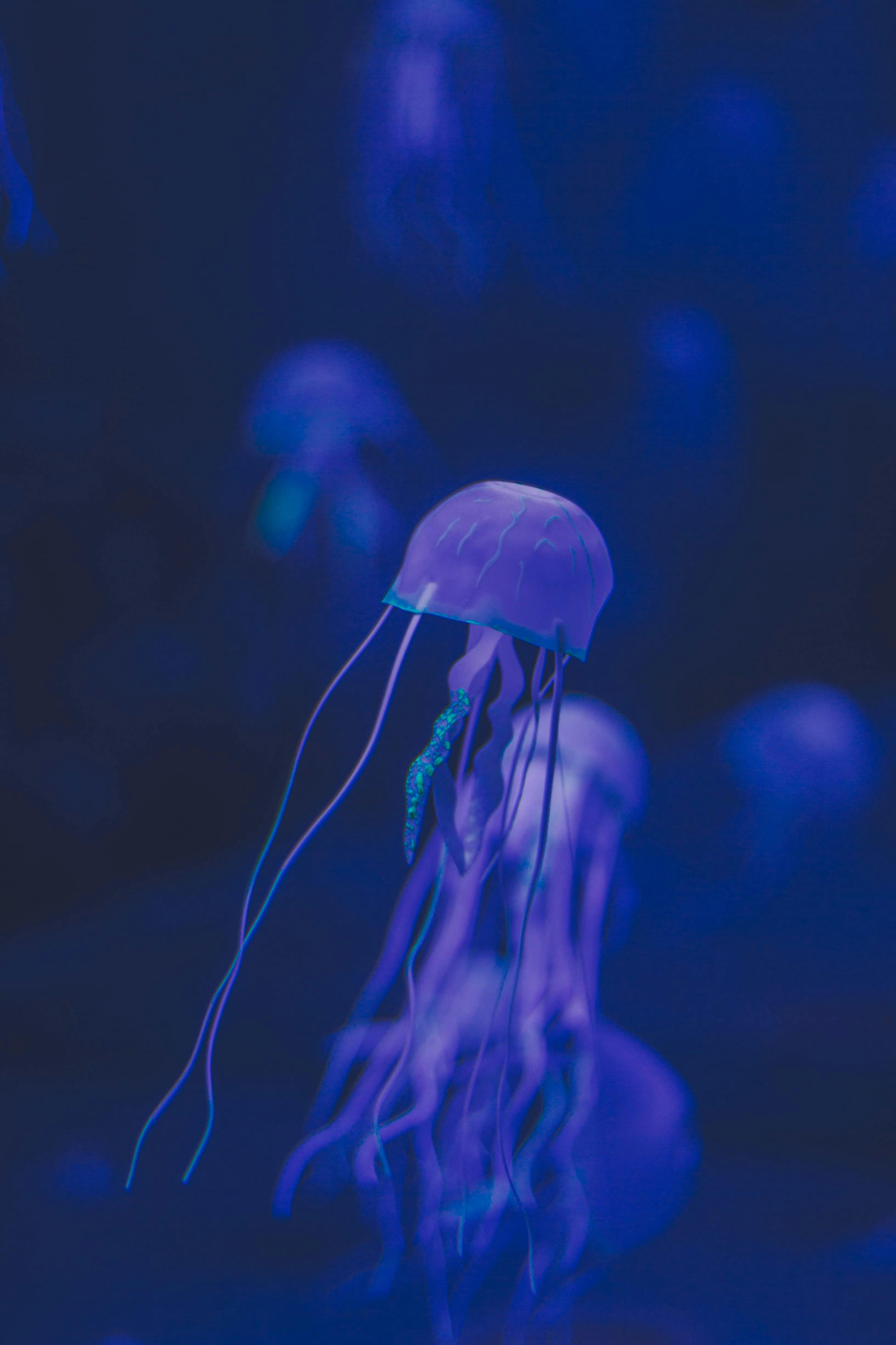 Discover the Top 5 Driftwood Options for Your Aquarium in 2025