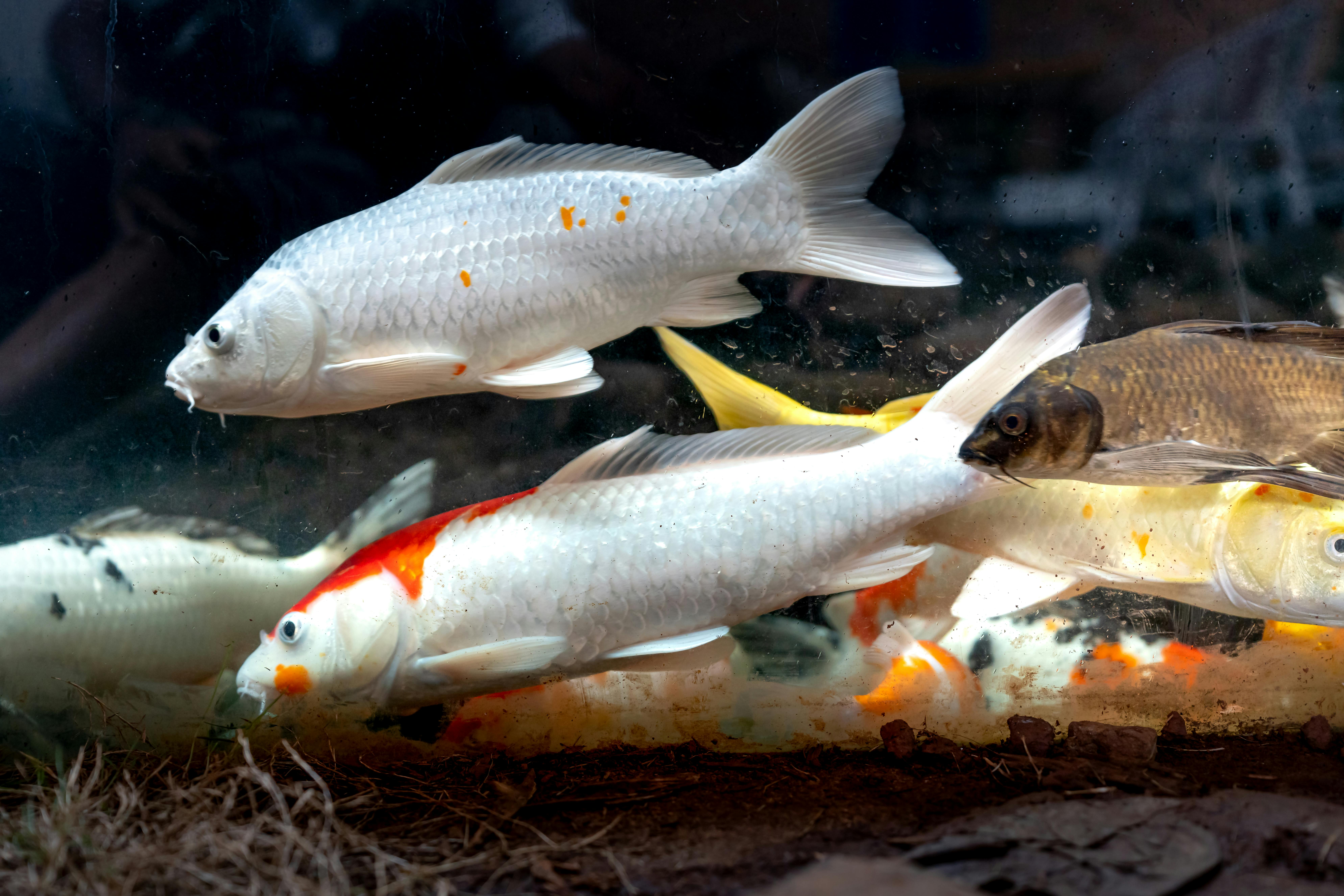 Top 7 Coolest Freshwater Aquarium Fish for 2025