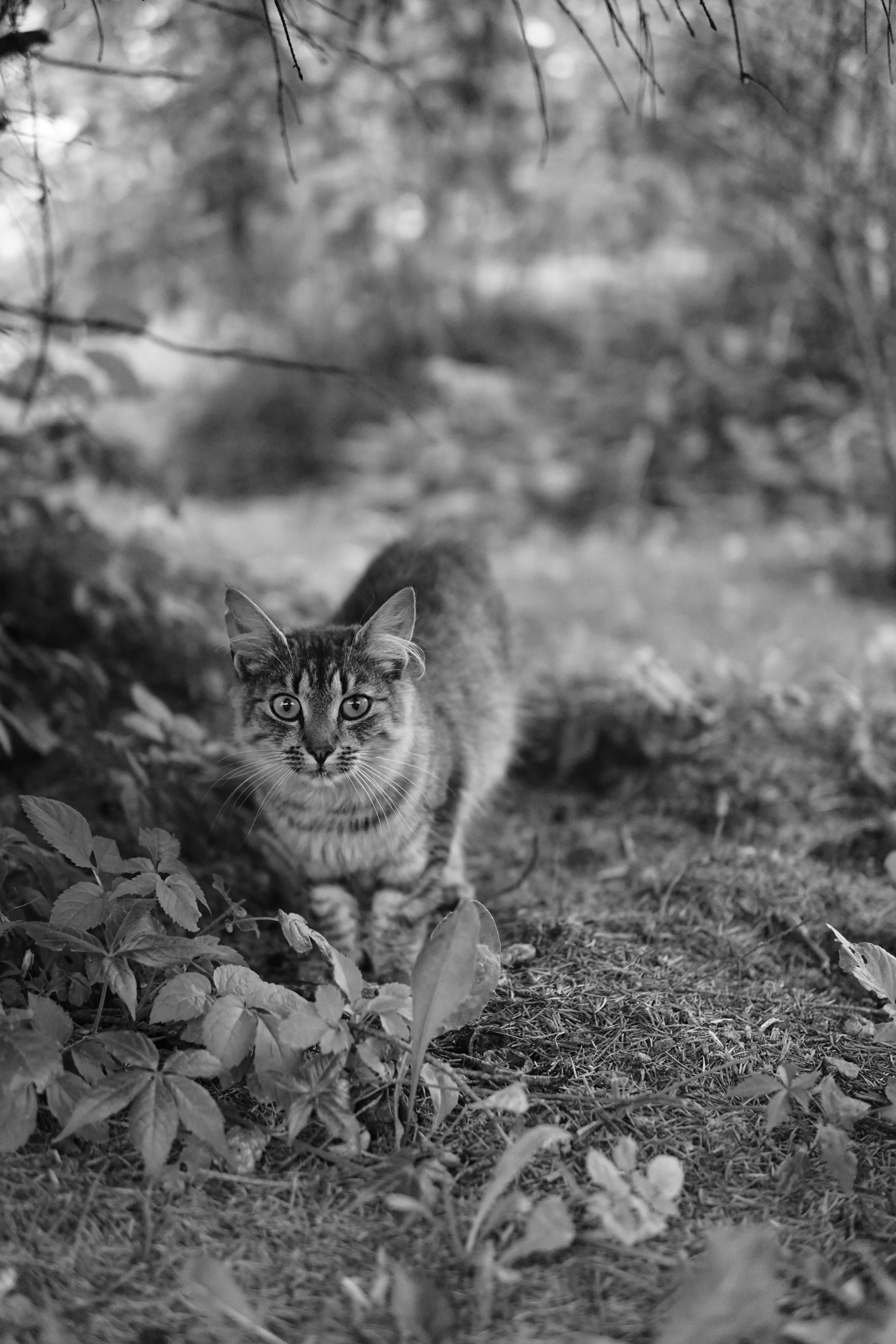 Top 5 Healthiest Cat Breeds for Better Living in 2025