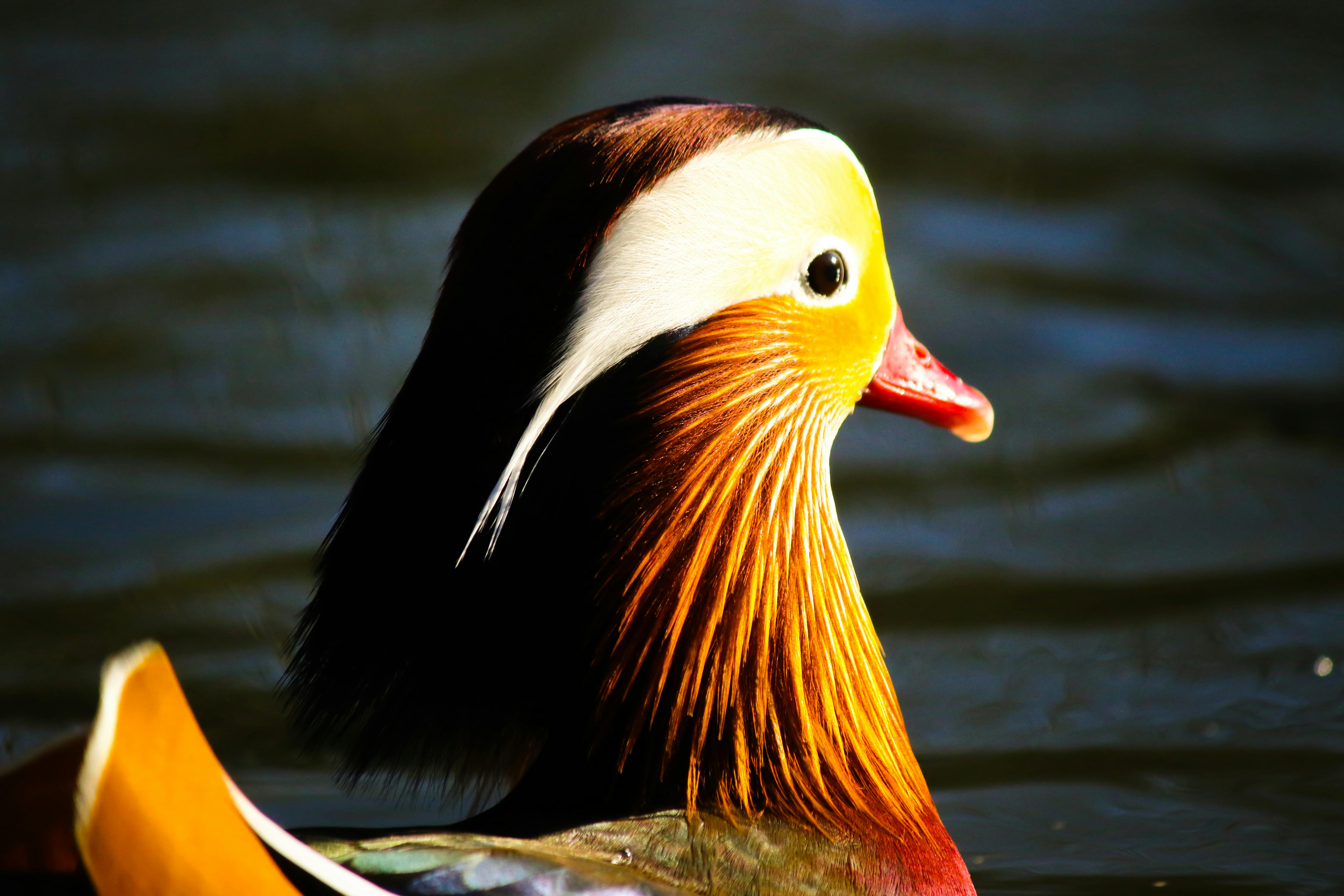 Best 10 Practical Solutions for Healthy Platinum Butterfly Koi in 2025