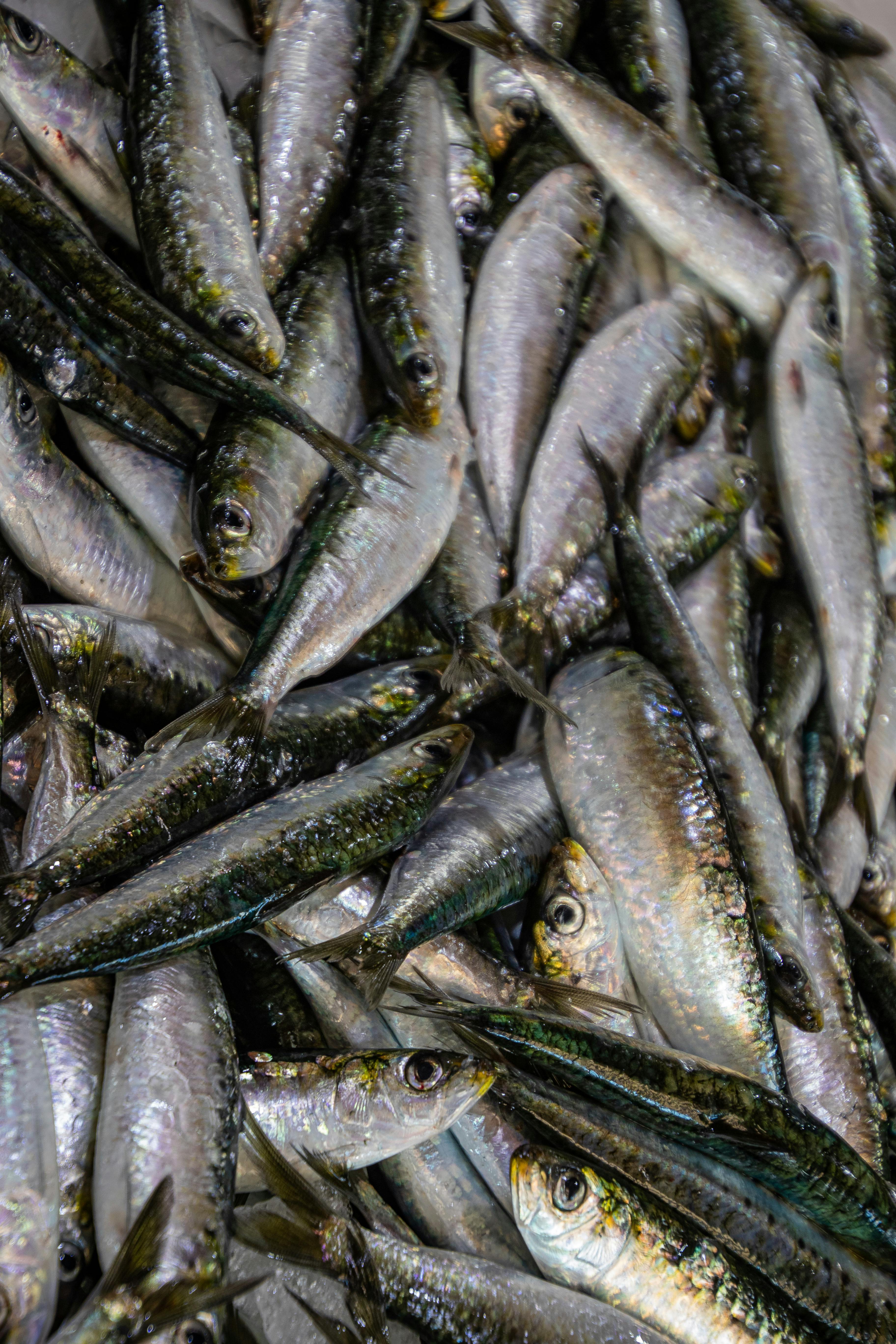 Pea Puffer Care
