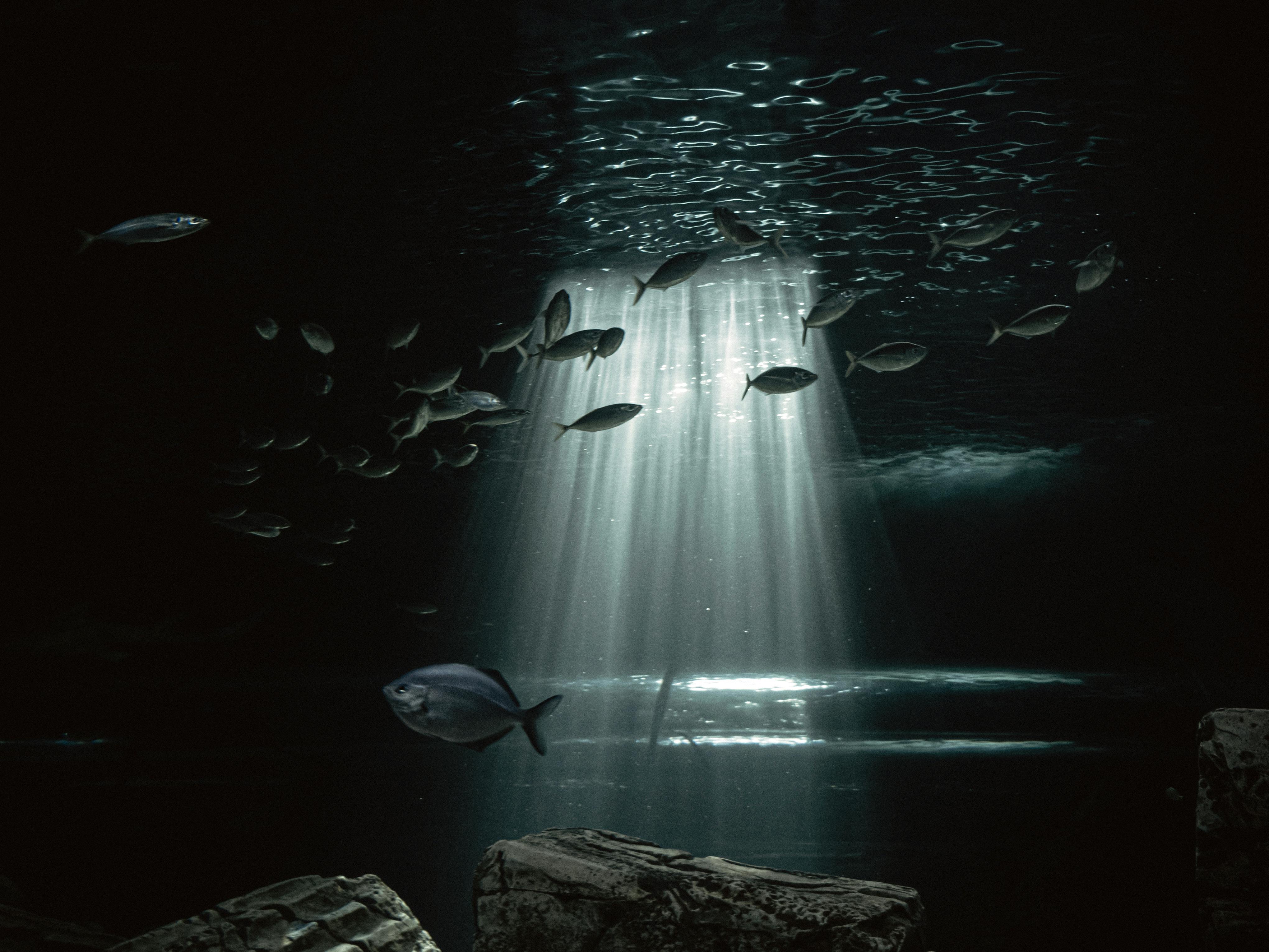 Smart Ways to Enhance Your Small Fish Tank Filter This 2025