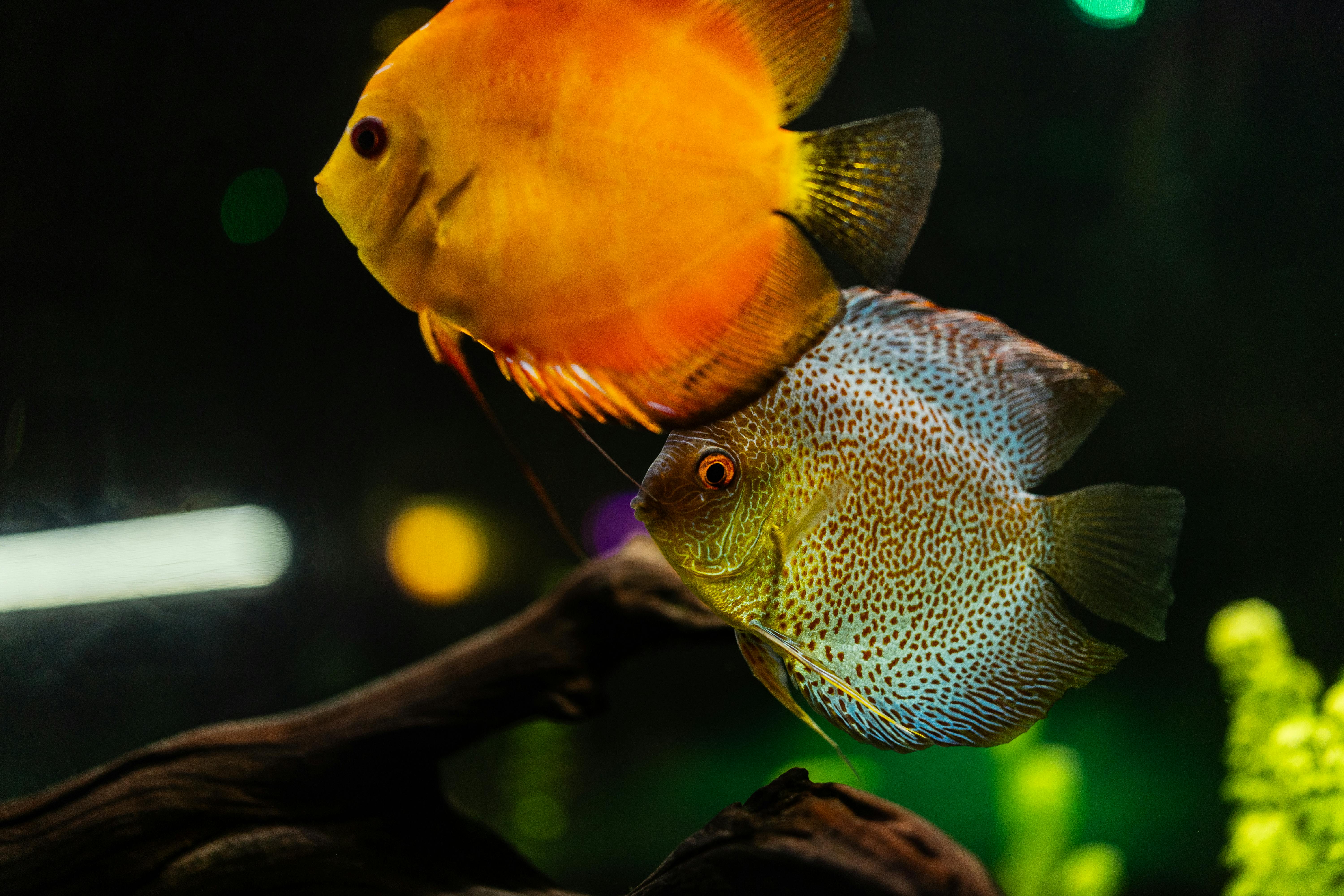 Top 5 Turtle Tanks for Sale: Essential Choices for 2025