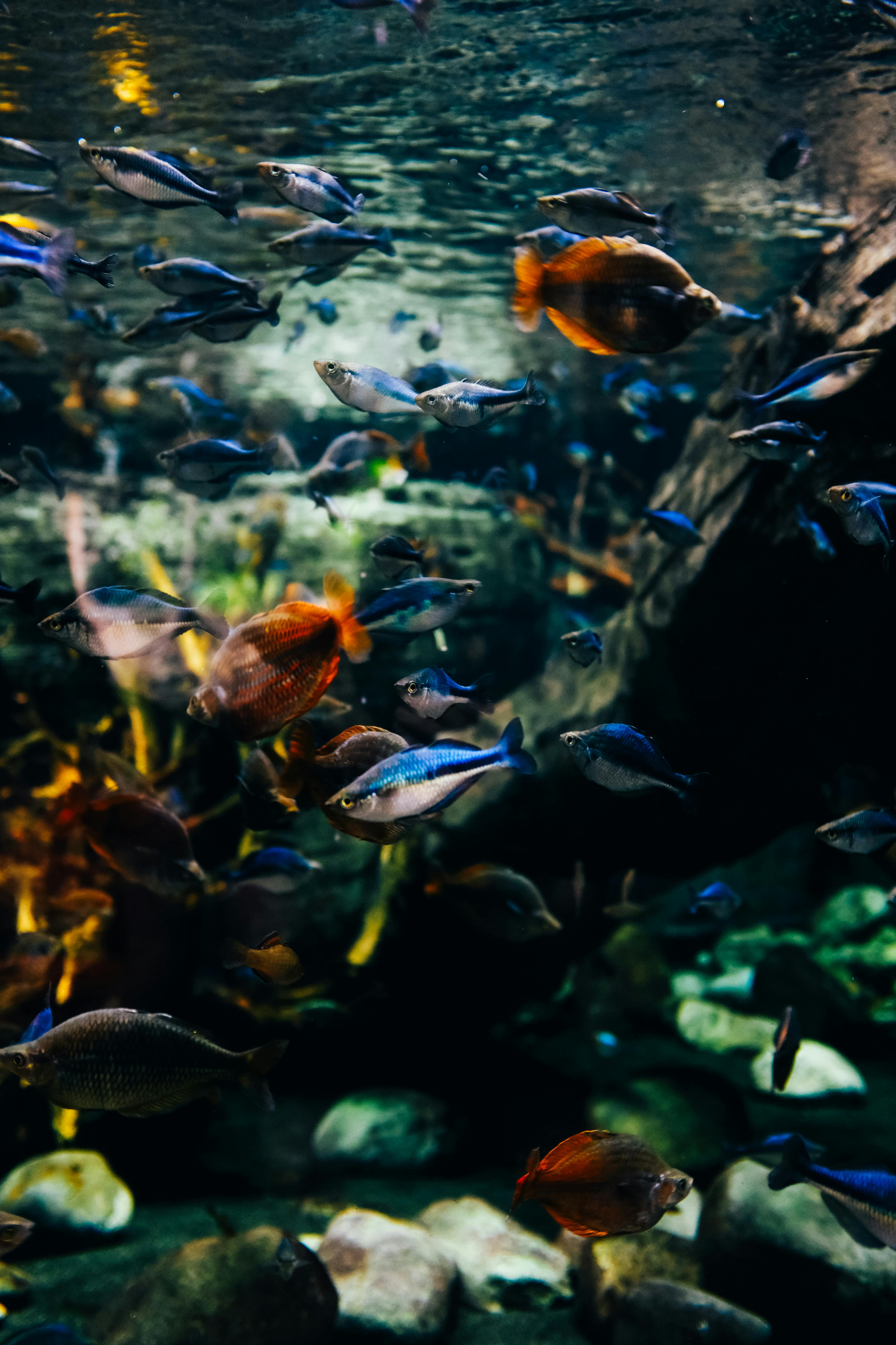Top 5 Practical Reasons to Choose Betta Fish for Your 2025 Aquarium