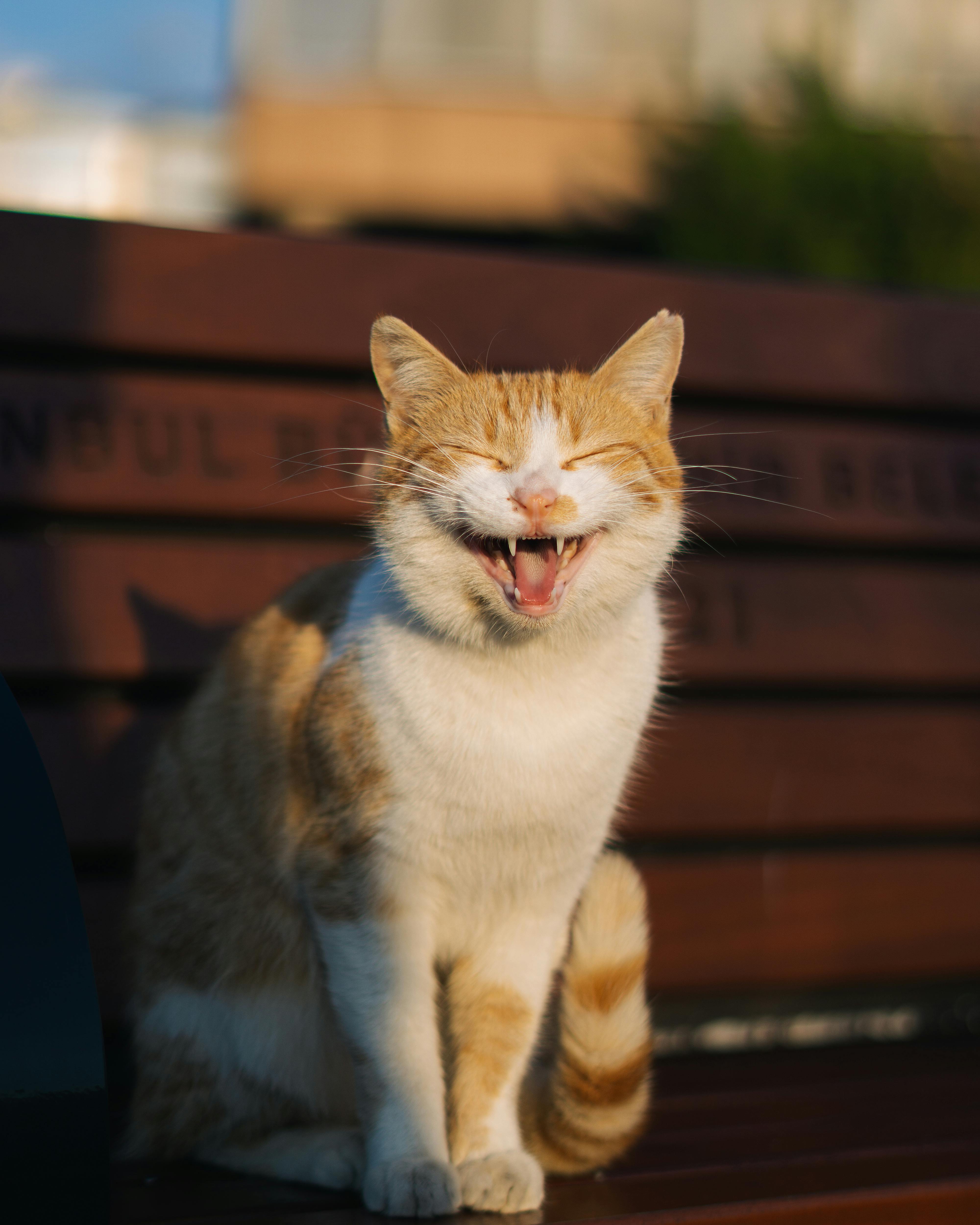 Discover the Best 5 Petco Repeat Delivery Options in 2025