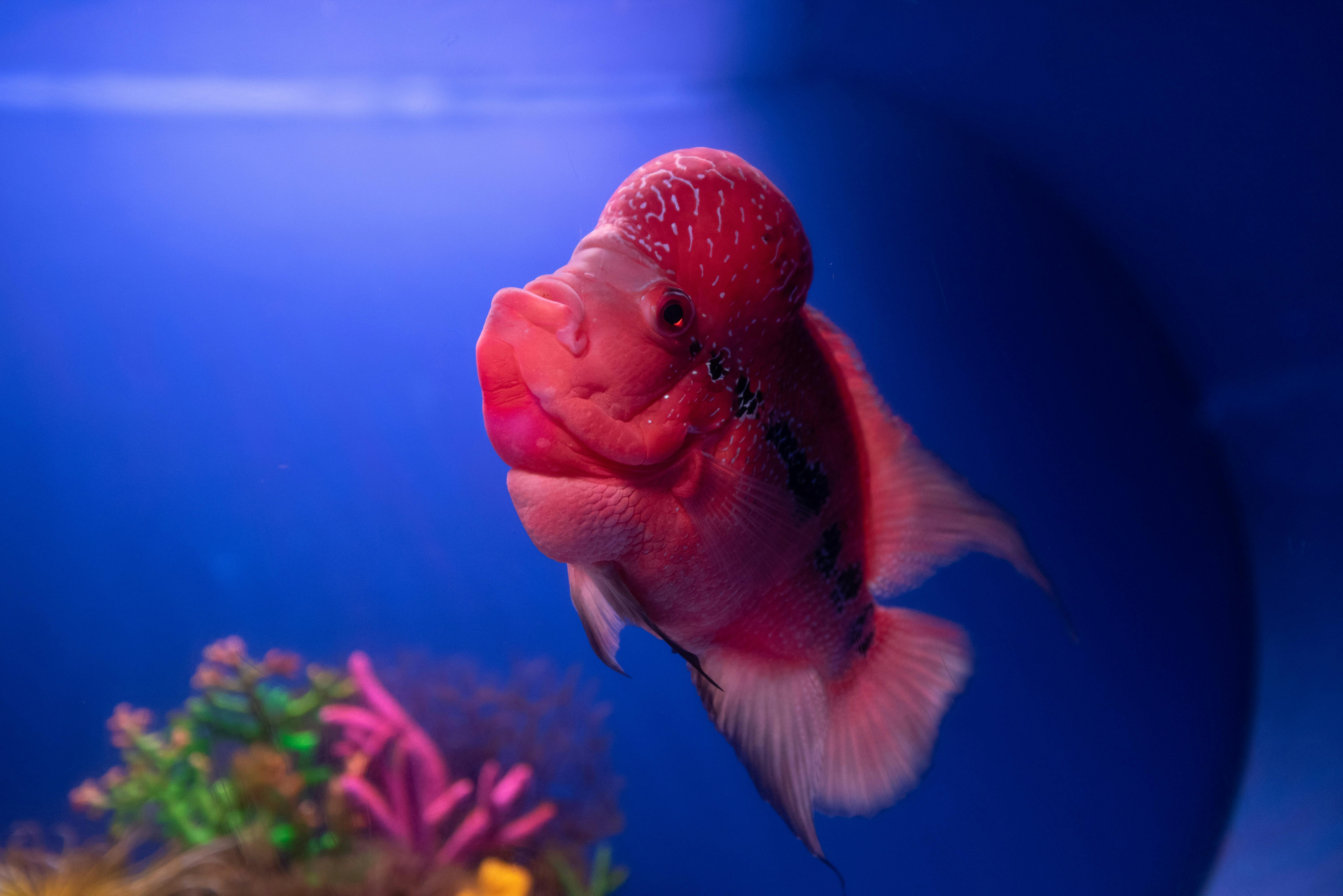 Underwater LED Lights
