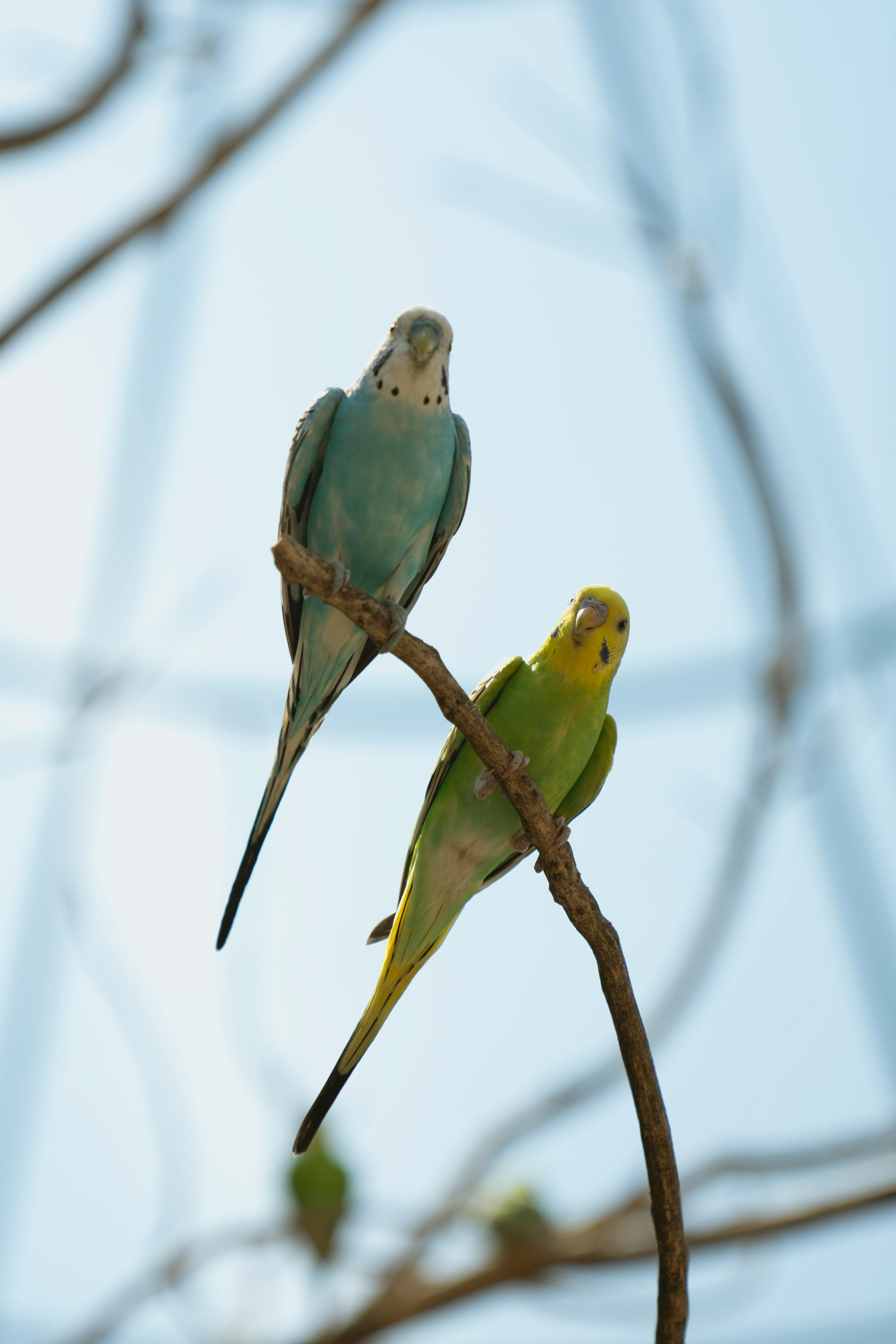 Practical Guide to Blue Wag Platy: Proven Tips for 2025