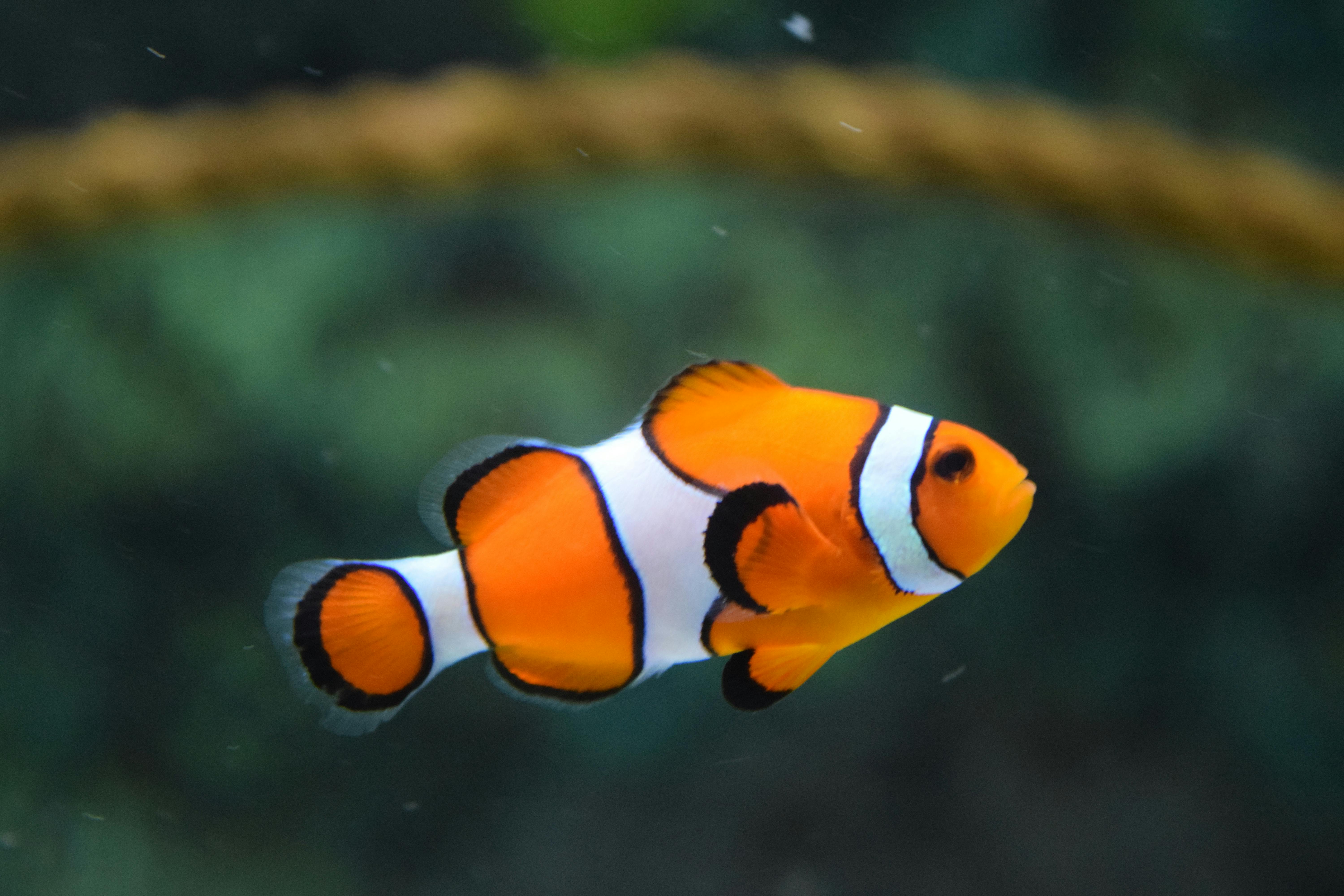 Smart Guide to Aqua Forest Aquarium for Stunning Aquascapes