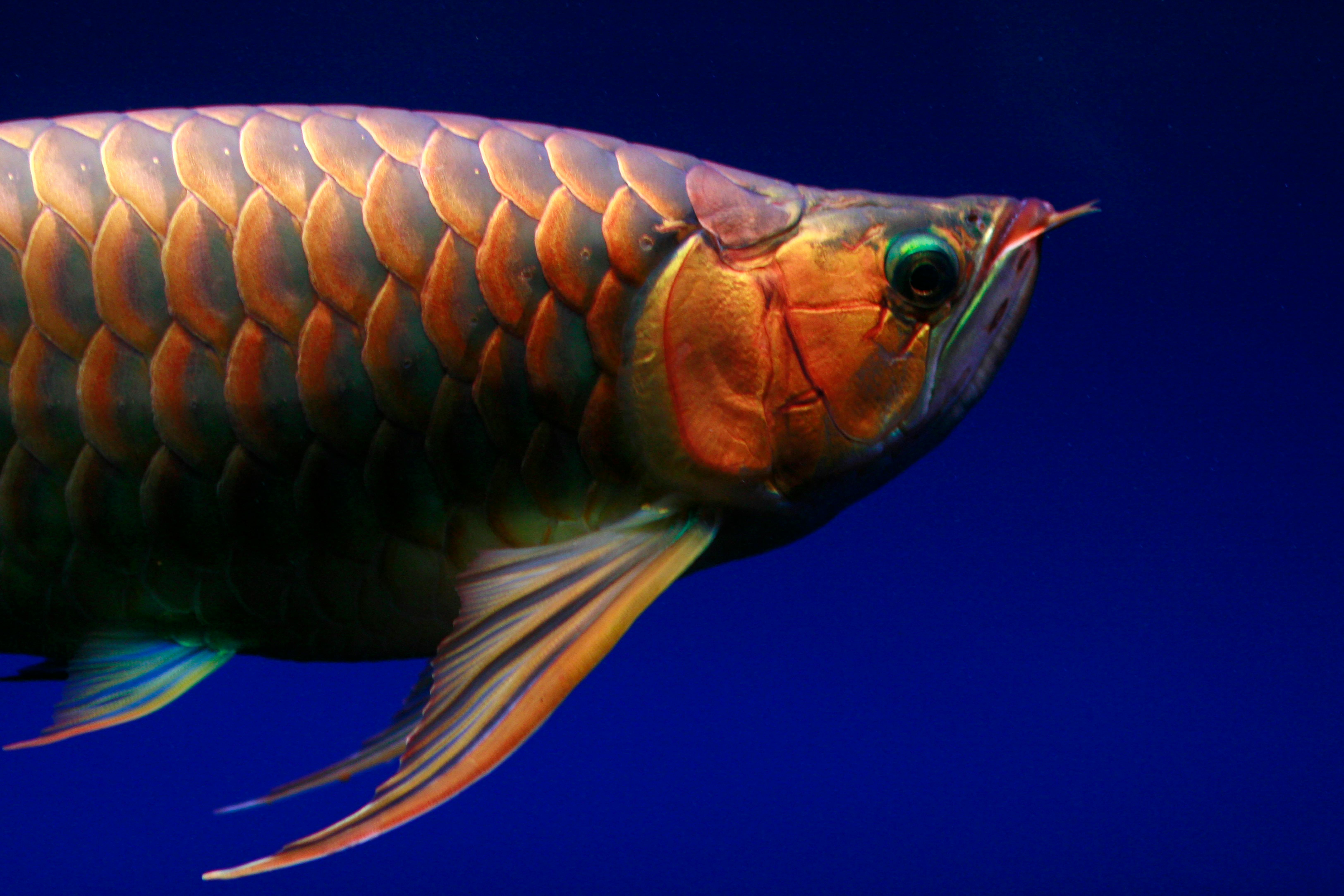 Smart Ways to Improve Koi Fish Colors: Explore Latest Techniques in 2025
