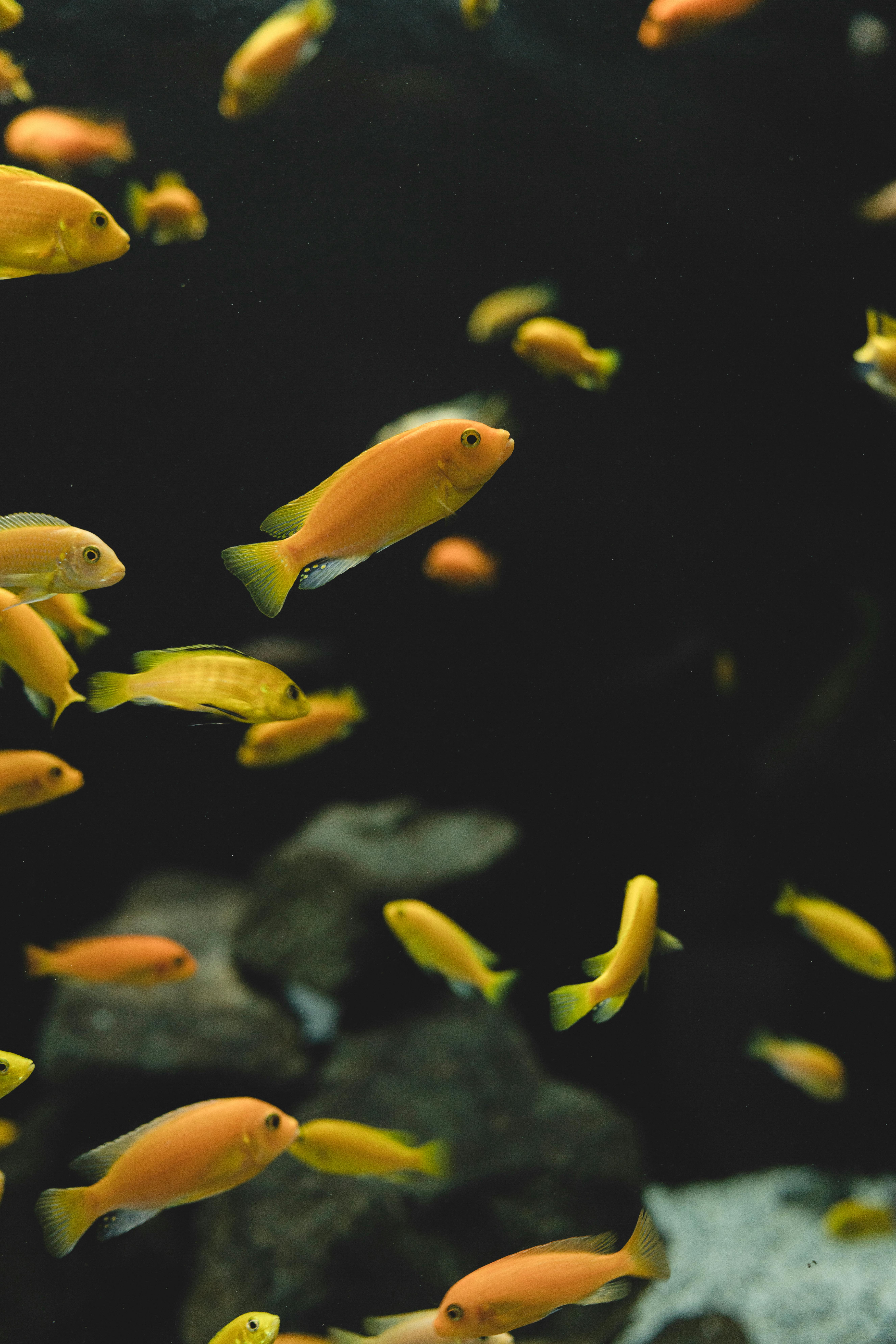 Smart Ways to Explore Lake Nicaragua Sharks in 2025