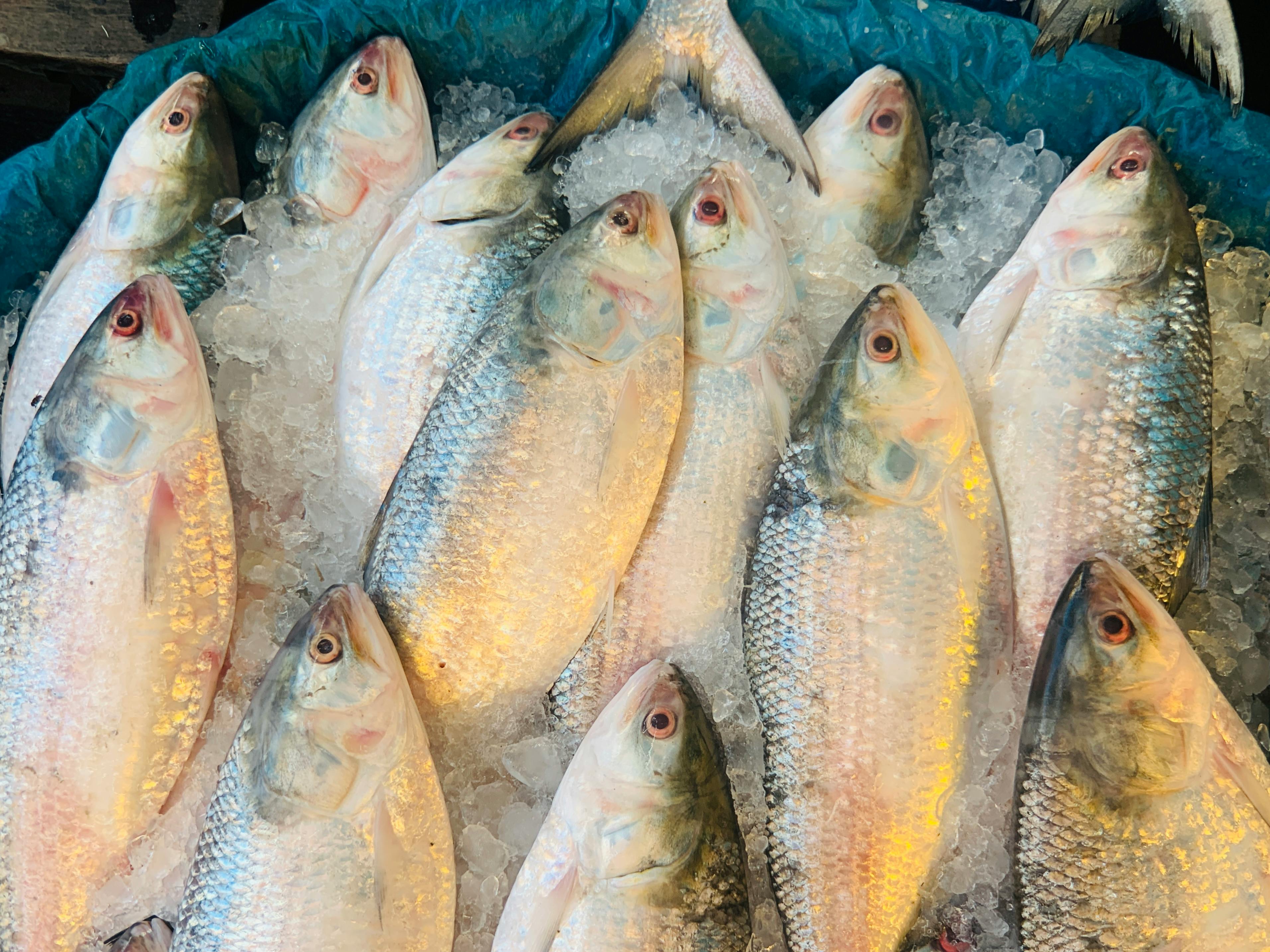 Practical Guide to Angel Fish Prices in 2025: Discover Today!